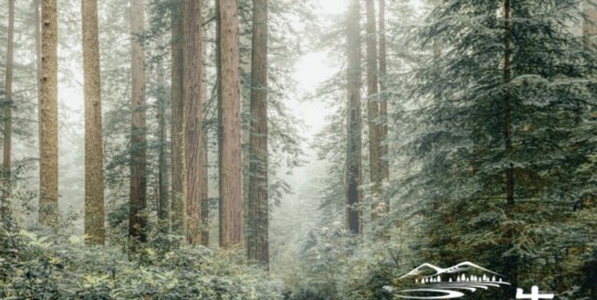 馬告 網頁設計公司