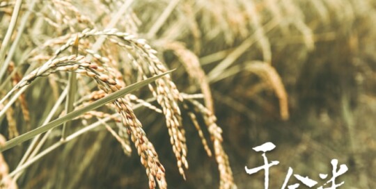 千金米 網頁設計公司