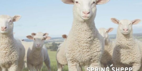 Spring Sheep 網頁設計公司